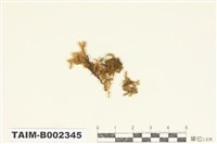 藏品(粗蔓苔屬)的圖片